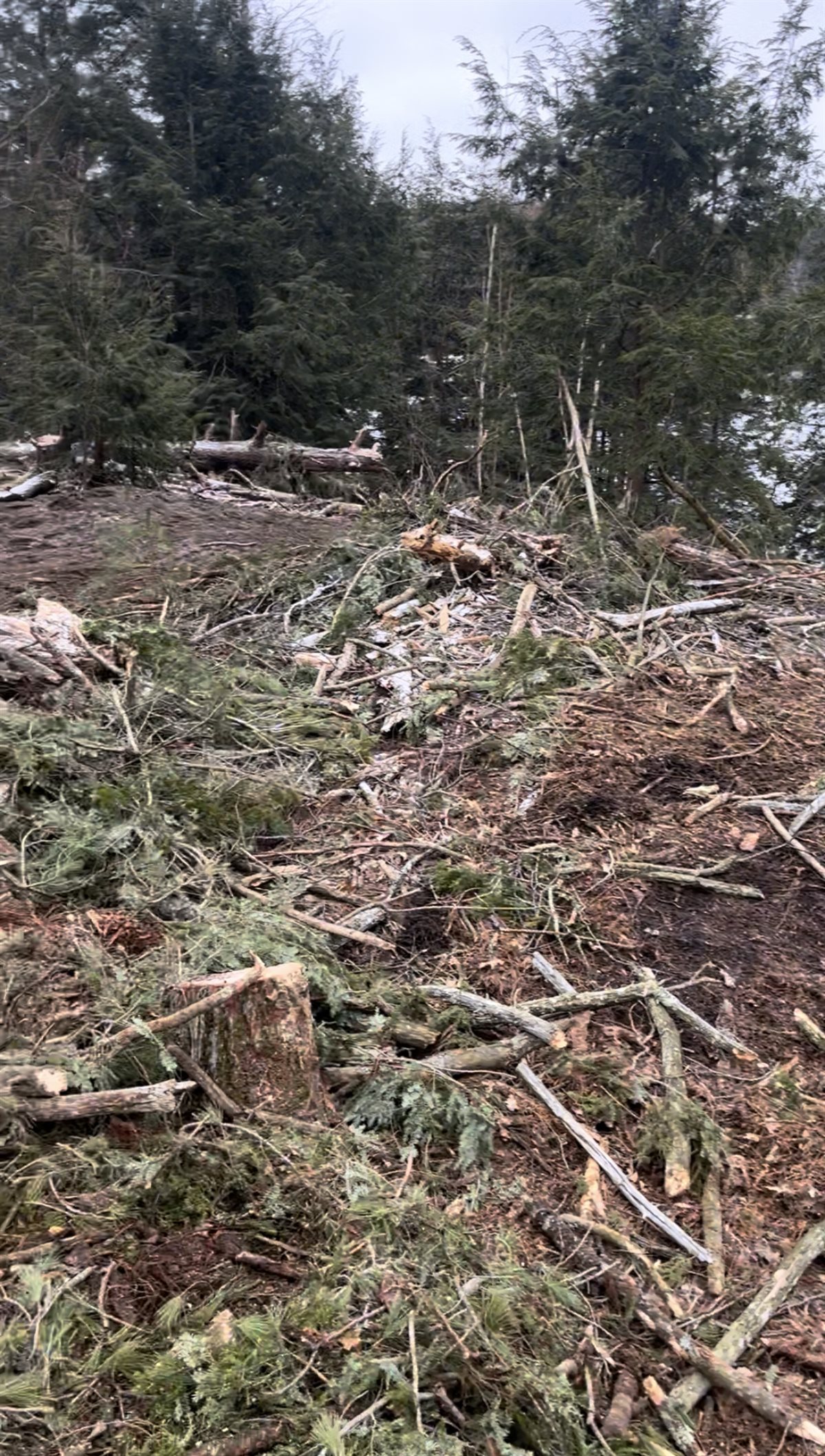 The same lot opened up and cleared after Pearce Professional Tree Care finished the work