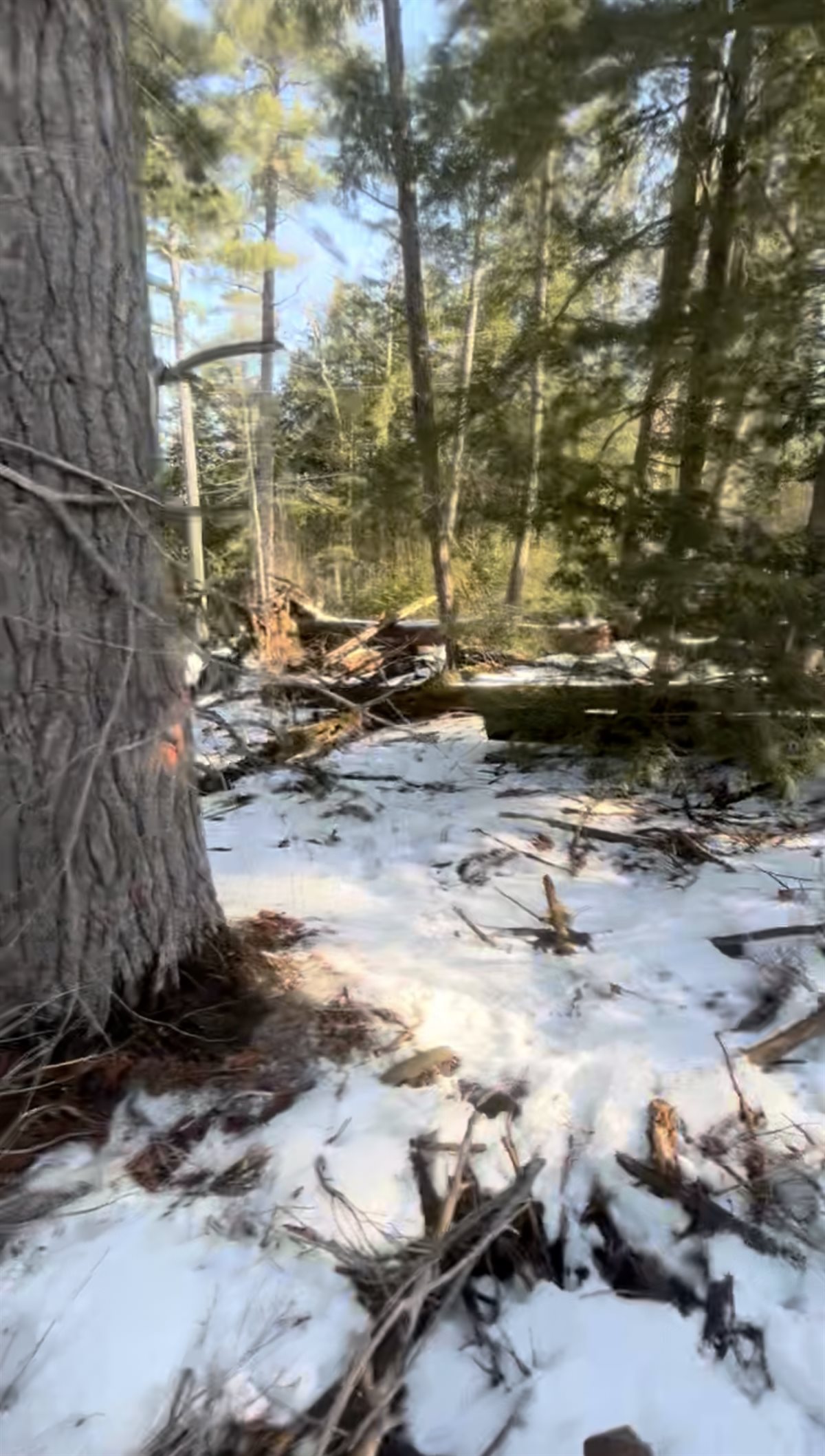 Wooded lot with a marked tree before Pearce Professional Tree Care cleared it