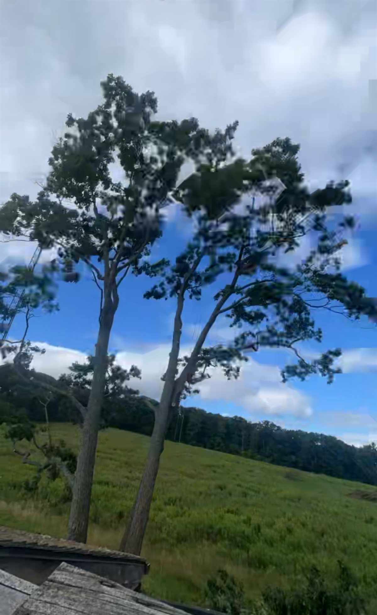 The same tree with a thinned, shaped canopy after Pearce Professional Tree Care finished the pruning