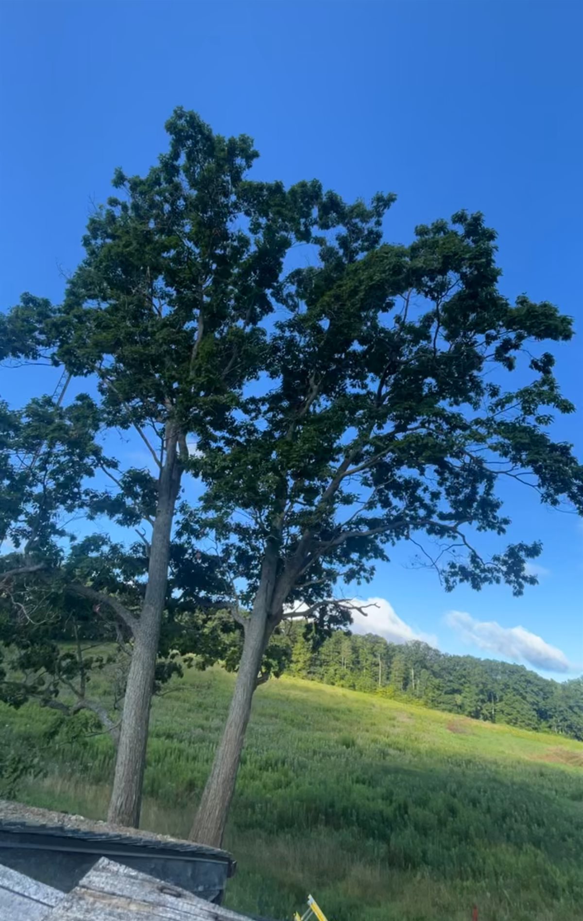 Dense, overgrown tree canopy before Pearce Professional Tree Care pruned and shaped it